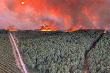 Impact de la fumée des feux de forêt sur la santé