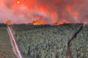 Impact des fumées des feux de forêt sur la santé